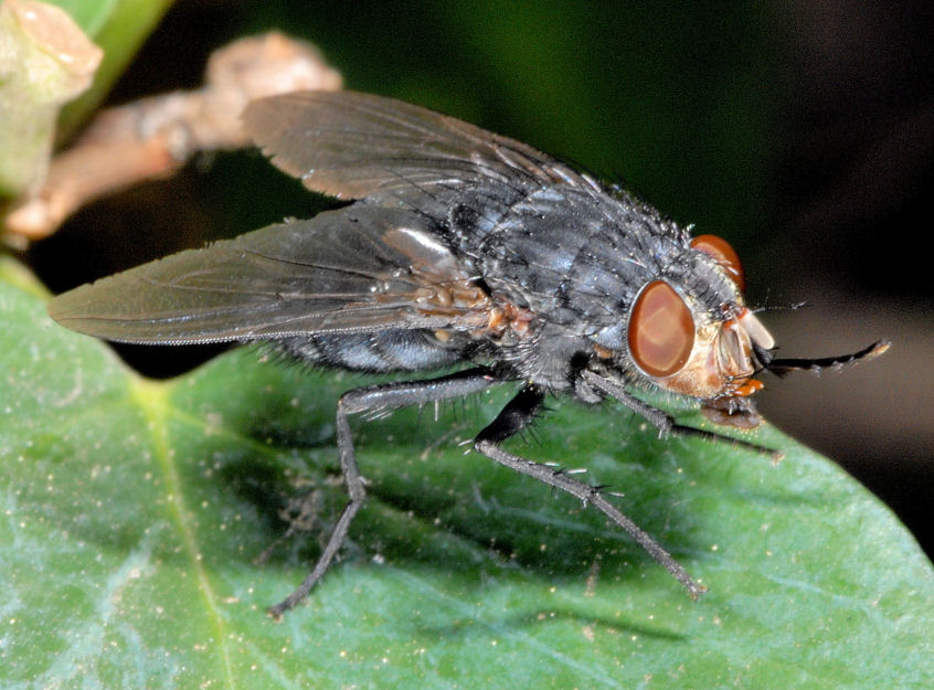 Le mie amiche api, sirfide e mosca